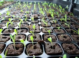 The full spectrum lights consist of white light, red, blue, and ir. How To Choose Fluorescent Grow Lights For Your Farm Upstart University
