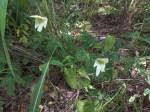 Image result for Dalechampia capensis