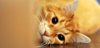 Cats can develop allergies to irritants in the environment around them, as well as to different foods. Cat Allergies Signs Symptoms And Sources Iams