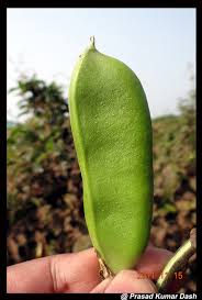 Image result for Canavalia africana