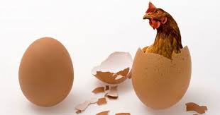 Finally Answered Which Came First The Chicken Or The Egg Chicken Eggs First They Came Eggs