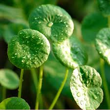 Image result for Centella