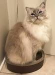 Grey Ragdoll Cat - Characteristics, colour and Information
