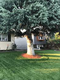 Let's start with the ph levels in general before moving on to pine needles, or pine straws as they're sometimes called. Growing Grass Under A Spruce Or Pine Tree Arn S Equipment Calgary Ab 800 820 8676
