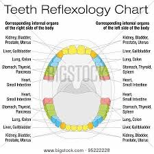 Teeth Reflexology Chart Description Tooth Extraction