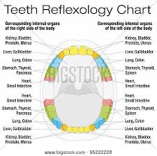 teeth reflexology chart description tooth extraction