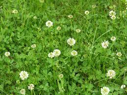 Image result for Trifolium repens