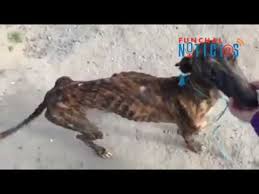 Never miss another show from joao moura. Galgos De Joao Moura Youtube