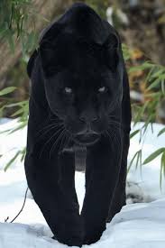 Black Panther Animal Pictures Animals Panther Cat Black Panther Cat