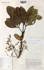 Image result for Toddaliopsis