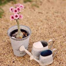 286 curtidas 26 comentarios rosas do deserto juce rosasdodeserto no instagram eu nao resisto a beleza da swallow pois mesmo em rosa do deserto deserto