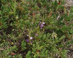 Image result for Striga junodii