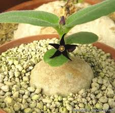 Image result for Brachystelma