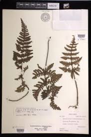 Image result for Aleuritopteris welwitschii