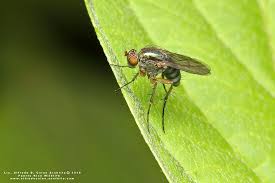 Image result for Dolichopentas