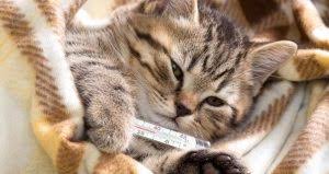 Kedilerde Fiv Hastaligi Belirtileri Nedenleri Ve Tedavi Yontemleri Petzz Blog