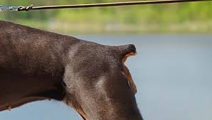A veterinarian will advise on the best time to dock an individual puppies tail as it may not be strong enough to go. Dog Tail Docking 5 Dangers Of This Procedure Based On Science