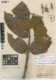 Image result for Zanthoxylum holtzianum