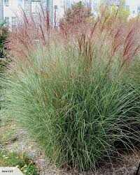 Eulalia Grass Miscanthus Sinensis Morning Light Trade Me Grasses Landscaping Ornamental Grasses Backyard Plants