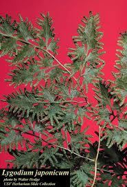 Image result for Lygodium