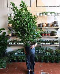 Indoor gardens store locations with over 35,000 square feet of retail space, indoor gardens is ohio's largest hydroponics store. Best Plant Stores Nyc Offers To Create An Indoor Jungle