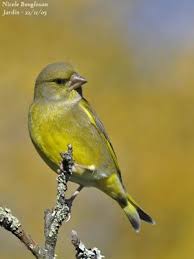 Verdier D Europe Chloris Chloris Anciennement Carduelis Chloris Est Un Passereaux Partiellement Mig Oiseaux Migrateurs Oiseaux De France Oiseaux Des Jardins
