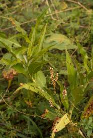 Image result for Persicaria senegalensis