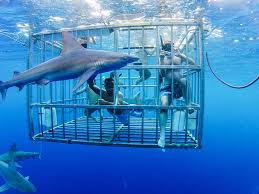 ▷ SHARK CAGE DIVING SUR OAHU, HAWAII : TOUT CE QUE VOUS DEVEZ SAVOIR