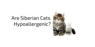 7 видео 32 просмотра обновлен 29 авг. Are Siberian Cats Hypoallergenic By Catsyowl Medium