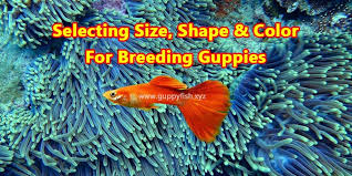 3 Expert Tricks On Selection Of Guppy Shape Size And Color