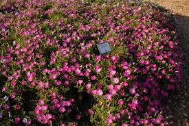 * opera supreme has a very floriferous habit, less day length sensitivity, * a low and a spreading habit that are key characteristics preferred for trailing petunias * its flowers have a very attractive iridescent quality, or sheen, and are. Petunia X Hybrida Garden Petunia Petunia North Carolina Extension Gardener Plant Toolbox