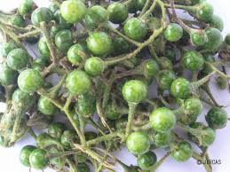 Image result for Solanum sp. A