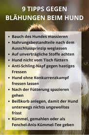 Mein Hund Hat Stinkende Blahungen 9 Tipps Und Hausmittel