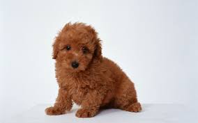 toy poodle cinsi kopegin olumlu ve olumsuz ozellikleri toy poodle bakimi karakteri egitimi irkin tarihi ve toy poodle kopegin poodle evcil hayvanlar bakken