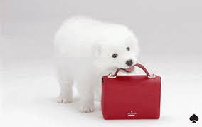 White Fluffy Dog Gifs Get The Best Gif On Giphy