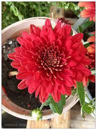 Pokok bunga kekwa (bahasa inggeris: My Green Eye S Chrysanthemun Kekwa