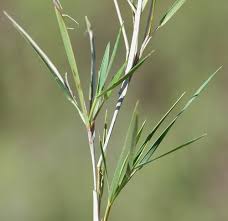 Image result for Dichapetalum rhodesicum