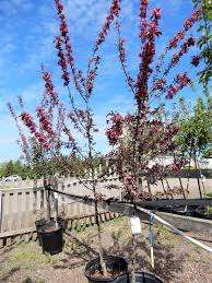 How often do i need to trim my trees? 5 Tips For Pruning Fruit Trees Kool Breeze Farms