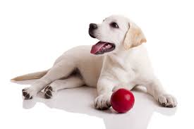 3 girls £2500 3 boys £2200 all pups will have both vaccinations,chipped,wormed and flead. Labrador Puppies For Sale In Scotland Glasgow Edinburgh Petsyoulove