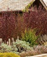 Purple Hopseed Bush Privacy Plants Screen Plants Front Yard Decor