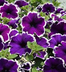 Image result for foto petúnie