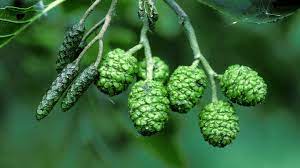 Alder, red or oregon alnus rubra bong. Alder Alnus Glutinosa British Trees Woodland Trust