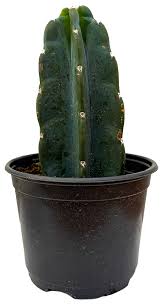 Image result for Cereus jamacaru