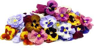 Pansy Flowers Pansies Flowers Pansies Flowers