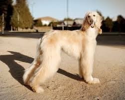 Afghan Hound Dog Breed Photography Puppy Hounds Chien Puppies Pup Afghan Hound Hound Dog Breeds Hound