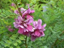 Image result for Indigofera dendroides
