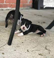 Click here to search for a breeder near you. Litter Of 4 Boston Terrier Puppies For Sale In Katy Tx Adn 39898 On Puppyfinder Com Gender Female Age Boston Terrier Boston Terrier Puppy Puppies For Sale
