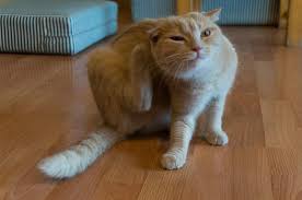 Home Remedies For Cats With Dry Skin Soothe Naturally Cat Fleas Treatment Cat Has Fleas Cat Fleas
