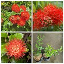 Image result for Combretum erythrophyllum