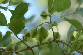 Image result for Combretum apiculatum